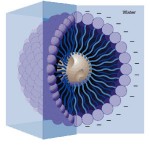 micelle Contact J R Hess for more information about critical micelle concentrations in surfactants